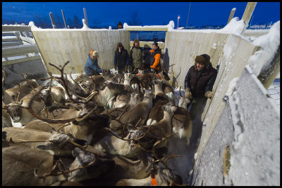 A small reindeer corral for selecting age