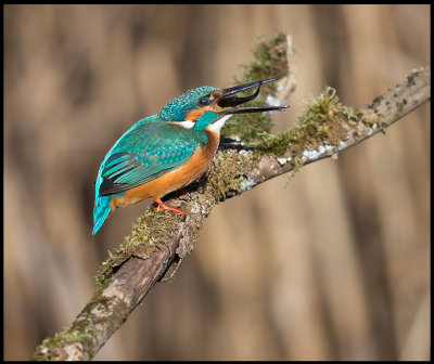 Male Kingfisher swallowing a fish - Berekfrdő Hungary