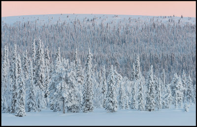 Low fjell forest near Svappavaara