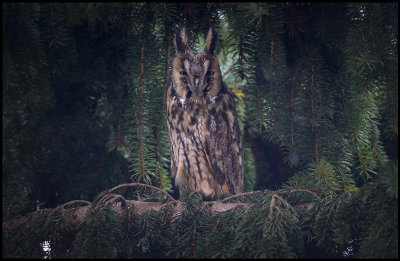 Long-eared Owl (Hornuggla) - Turkeve Hungary