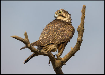 Saker Falcons in Hungary 2015