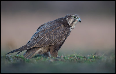 Saker (Tatarfalk - Falco cherrug) - Hungarian puszta