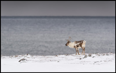 Reindeers are a common sight at Varanger