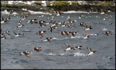 Entering Hornya with boat where hundreds of Guillemots are fishing
