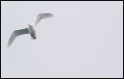 Glaucous Gull