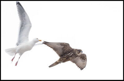 A Herring Gull attacking a Gyr Falcon