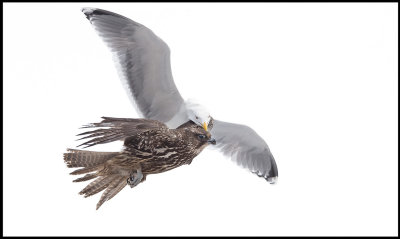 A Herring Gull attacking a Gyr Falcon- picking on the head!!