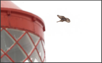 An immature Gyr Falcon visiting the light-house at Hornya