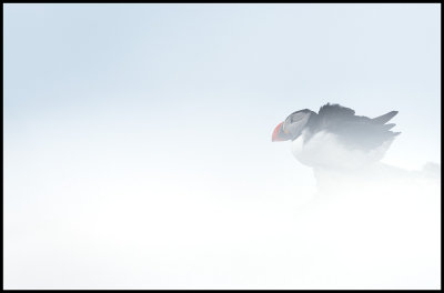 Still winter when the Puffins enter the breeding place at Hornøya