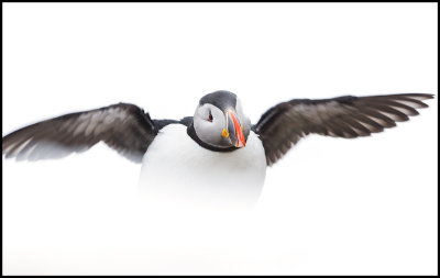 Still winter when the Puffins enter the breeding place at Hornya