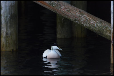 Commen Eider fishing under the pier in Vads