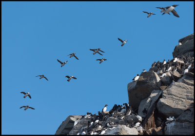 Puffins in flight near breeding place