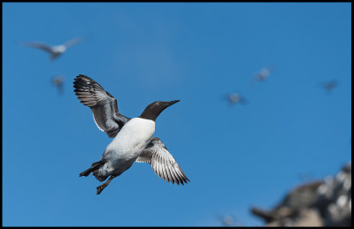 Guillemot