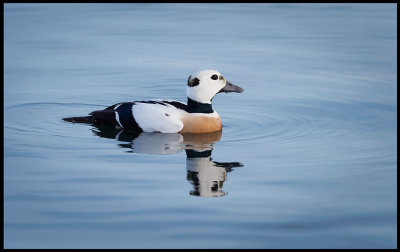 Stellers Eider in Vads harbor