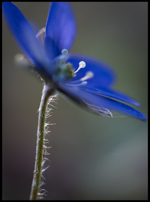 This years Common hepatica (Blåsippa) in Albrunna Lund