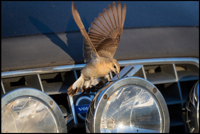 A female Northern Wheatear (Stenskvtta) attacking the reflections on the car of my son in law