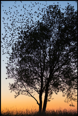 A tree full of Starlings (starar) - Grnhgen at dusk