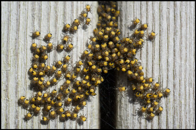 Young spiders at my balcony in Grnhgen