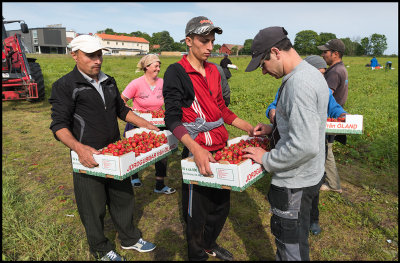 Gusetworkers picking strawberries at Skogsby