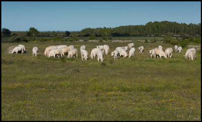 White cows at Grdstorp