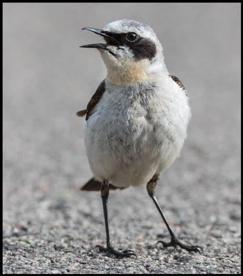 A very angry male Northern Wheatear (Stenskvtta) on the street outside my house