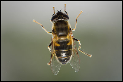 Hoverfly (Blomfluga) inside my bedroom window lit by LED-lamps