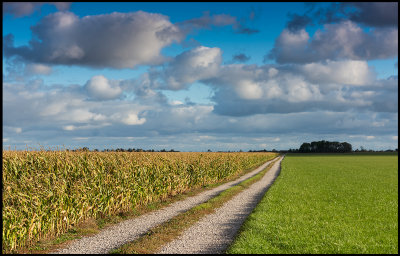 The cornfield north of Ottenby Kungsgrd
