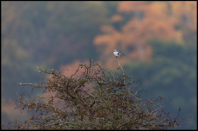 Great Grey Shrike and autumn colors (Varfgel) - Ottenby Lund