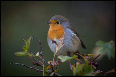 Robins on migration in every bush this weekend (Rdhake) - Torngrd