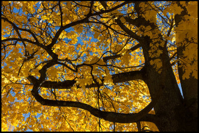 Autumn Maple colors - Vxj
