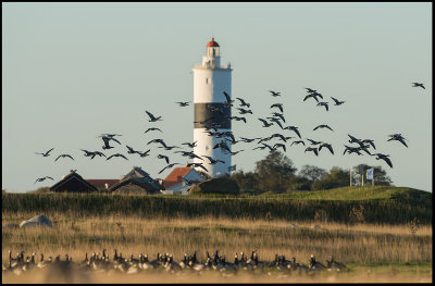 Barnacle Geese (Vitkindade gss) and Lnge Jans lighthouse