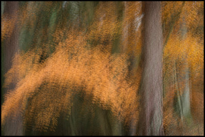 Autumn colors at Evedalssen Vxj