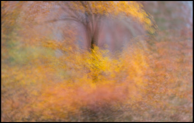 Autumn colors at Evedalssen Vxj