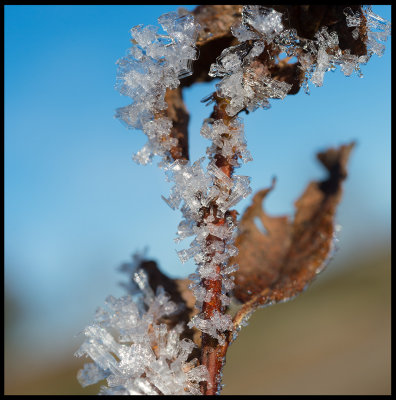 Frost crystals - Tunatorp