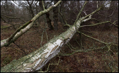 Ottenby Lund after december storm 2015