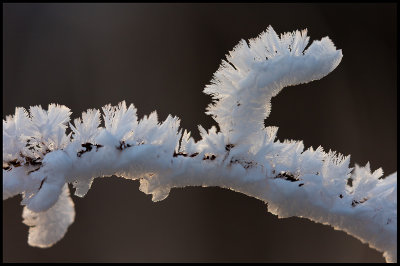 Morning frost on a branch - Gunnn Blekinge