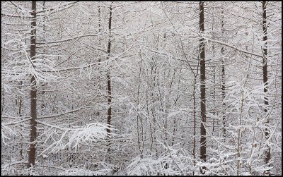 Snow-covered Larch trees - Kristdala