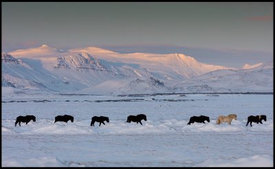 Iceland horses at Snaefellsnaes