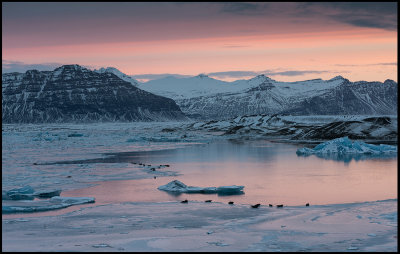 Dawn at Jökulsarlon with seals on the ice