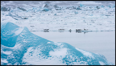 Harbour Seals resting at Jkulsarlon