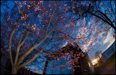 Småland Museum and blooming Japanese cherry trees - Växjö