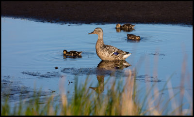 Female Mallard looking after it`s young