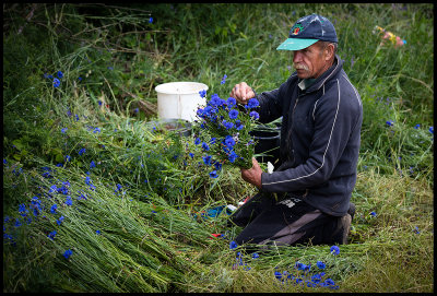 Guest worker preparing Cornflower (Blklint) for sale - Arontorp