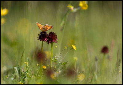 A meadow with Gymnadenia nigra (Brunkulla) - Jmtland