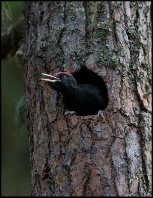 Young Black Woodpecker (Spillkrka) - Ope Jmtland