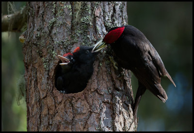 Male Black Woodpecker feeding young (Spillkrka) - Ope Jmtland