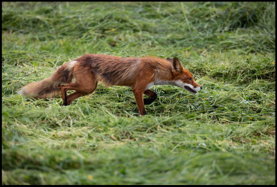 A Red Fox looking for Voles in mown hay - Kramfors 