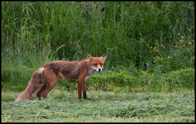 Red Fox - Kramfors