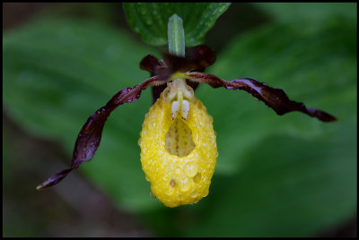 Lady's-slipper Orchid (Guckusko) - Rdn Jmtland