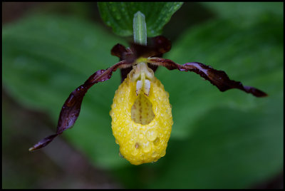 Lady's-slipper Orchid (Guckusko) - Rödön Jämtland